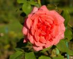 Как вырастить розы «Софи Лорен»: лучшие советы