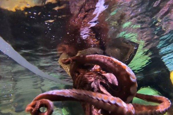 Hydra kraken