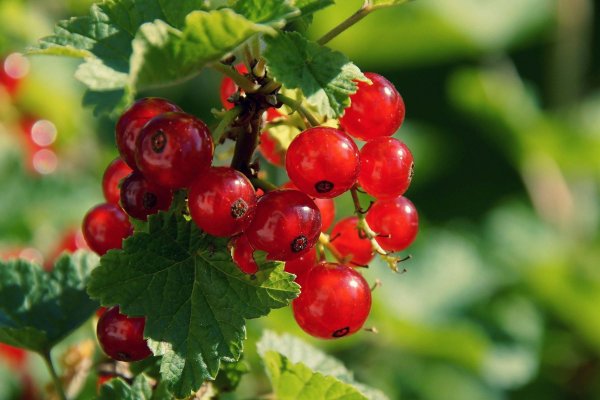 Кракен площадка торговая kr2web in